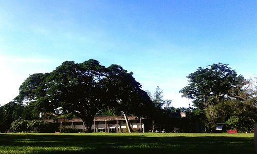 Trees on grassy field against cloudy sky