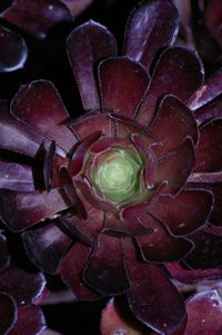 Close-up of flower against black background