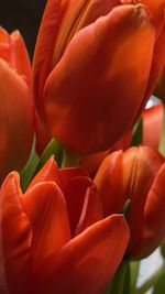 Close-up of red tulip