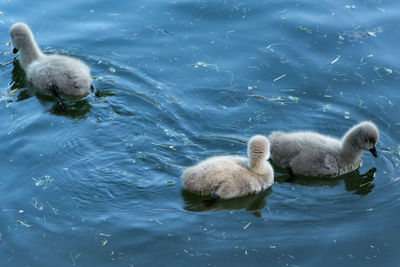 Ducks in lake