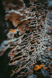 Close-up of dried leaves on tree trunk in forest