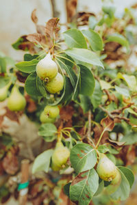 Close-up of fruits on tree