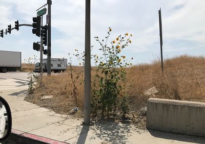 Road by plants in city against sky