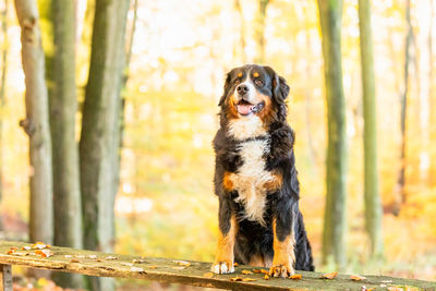 Dog looking away in forest