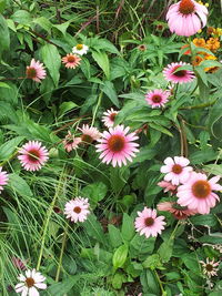 Close-up of pink flowers