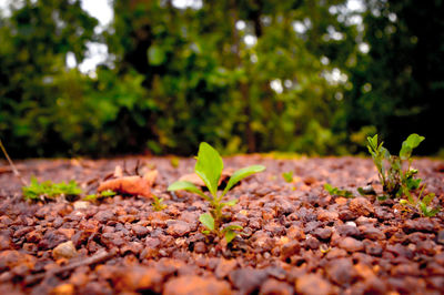 Close-up of leaves on field