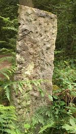 Plant growing in forest