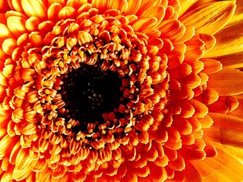 Close-up of marigold blooming outdoors