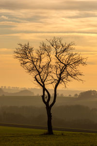 Silhouette bare tree on field