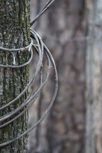 Lasso on tree trunk