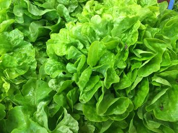 Full frame shot of green leaves