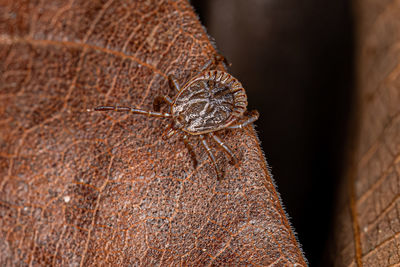 Close-up of spider