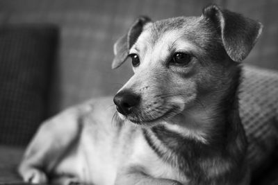 Close-up of dog looking away