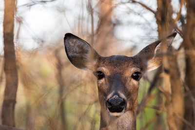 Portrait of deer