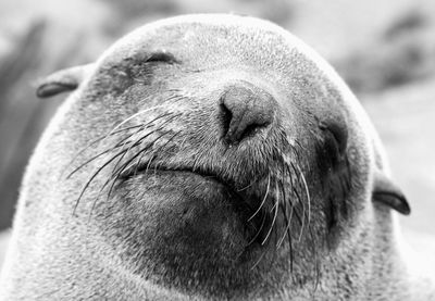 Close-up of animal head