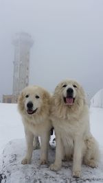 White dog on snow covered field