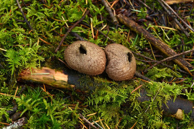 High angle view of mushrooms on field