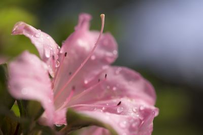 Close-up of pink flowers