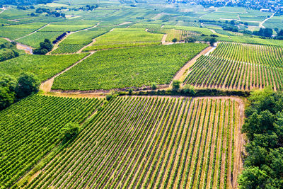 Aerial view of vineyard