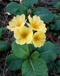 Close-up of yellow flowers blooming outdoors