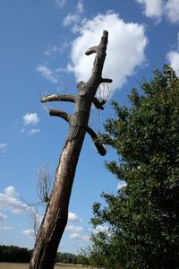 Low angle view of tree against sky