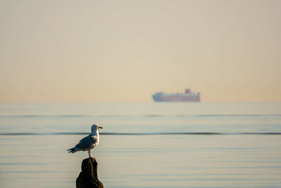 Seagull perching on a sea