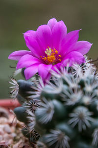 Close-up of pink flowering plants