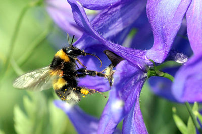 Close-up of bee pollinating on purple flower