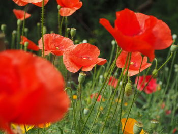 Close-up of red poppy flowers