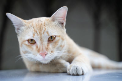 Close-up portrait of a cat