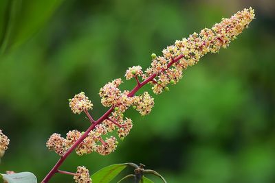 Close-up of plant against blurred background