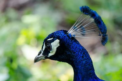 Close-up of a peacock