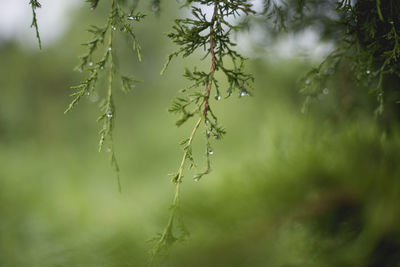 Close-up of wet plant during rainy season