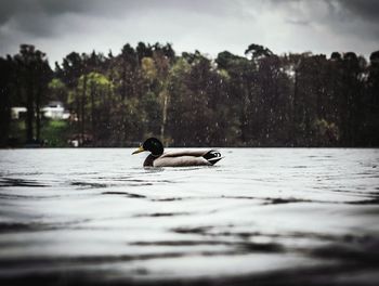 View of duck swimming in water