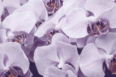 Close-up of orchids