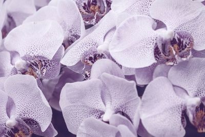 Close-up of orchids