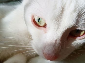 Close-up portrait of white cat