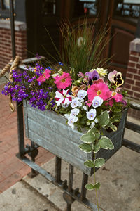 Close-up of pink flower pot on plant