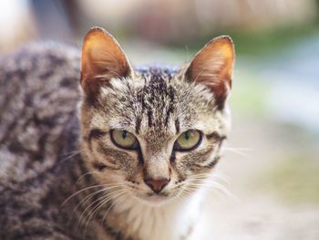 Close-up portrait of a cat