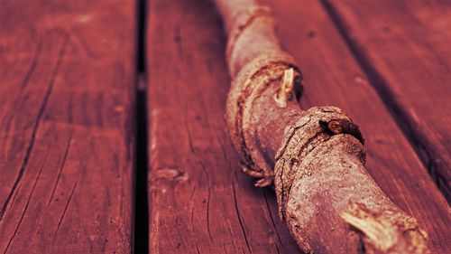 Close-up of lizard on wood