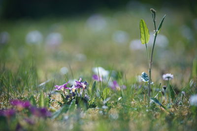 Close-up of purple crocus flowers on field