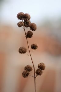 Close-up of wilted plant against sky