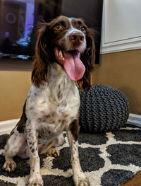 Portrait of dog sitting on floor at home