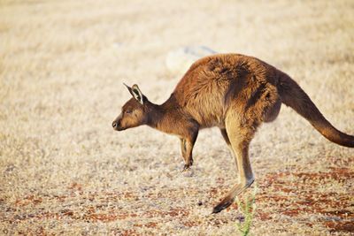 Side view of kangaroo on field