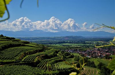 Scenic view of agricultural field against sky