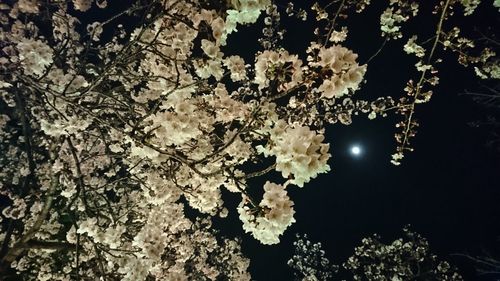 Low angle view of trees against sky