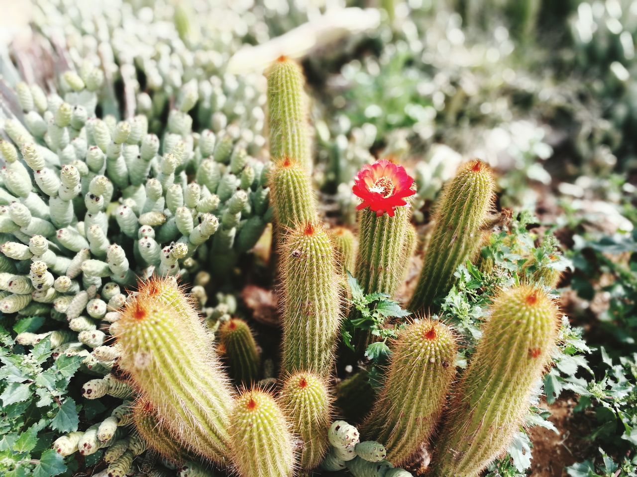 cactus, growth, nature, plant, green color, flower, thorn, beauty in nature, spiked, no people, day, outdoors, freshness, high angle view, fragility, field, close-up, flower head, herbal medicine, prickly pear cactus