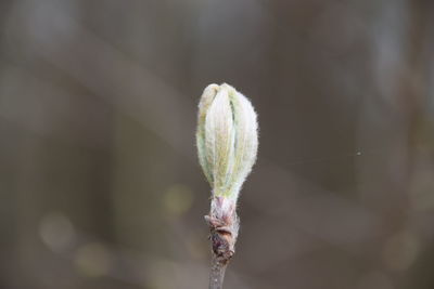 Close-up of flower bud