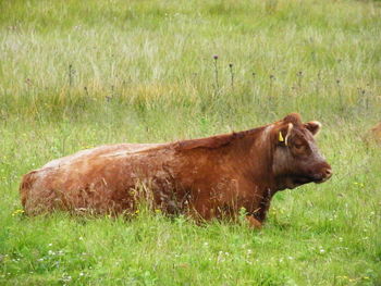 Side view of cow on grassy field