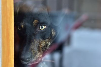 Close-up of dog looking away